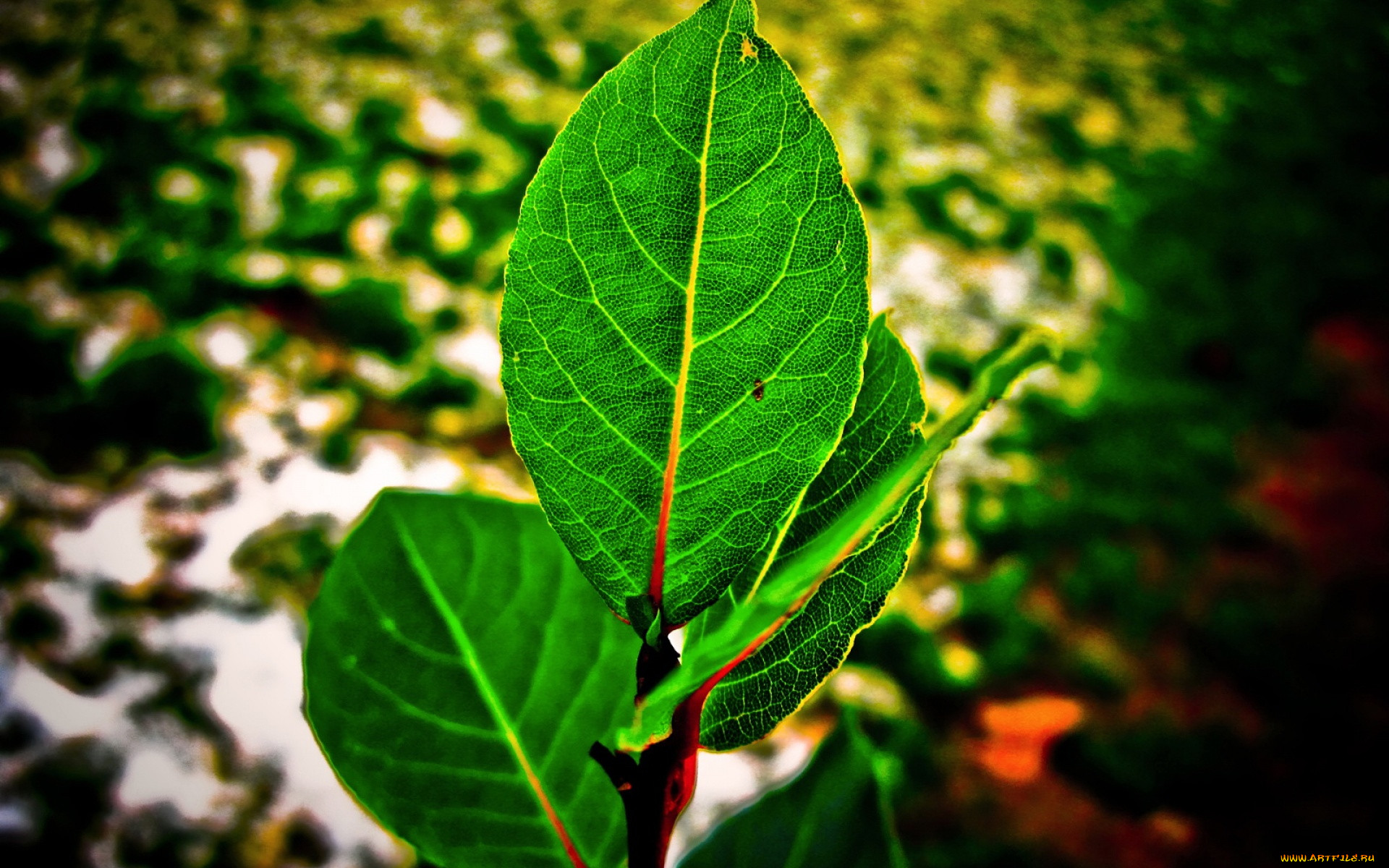 3, , nature, landscape, 